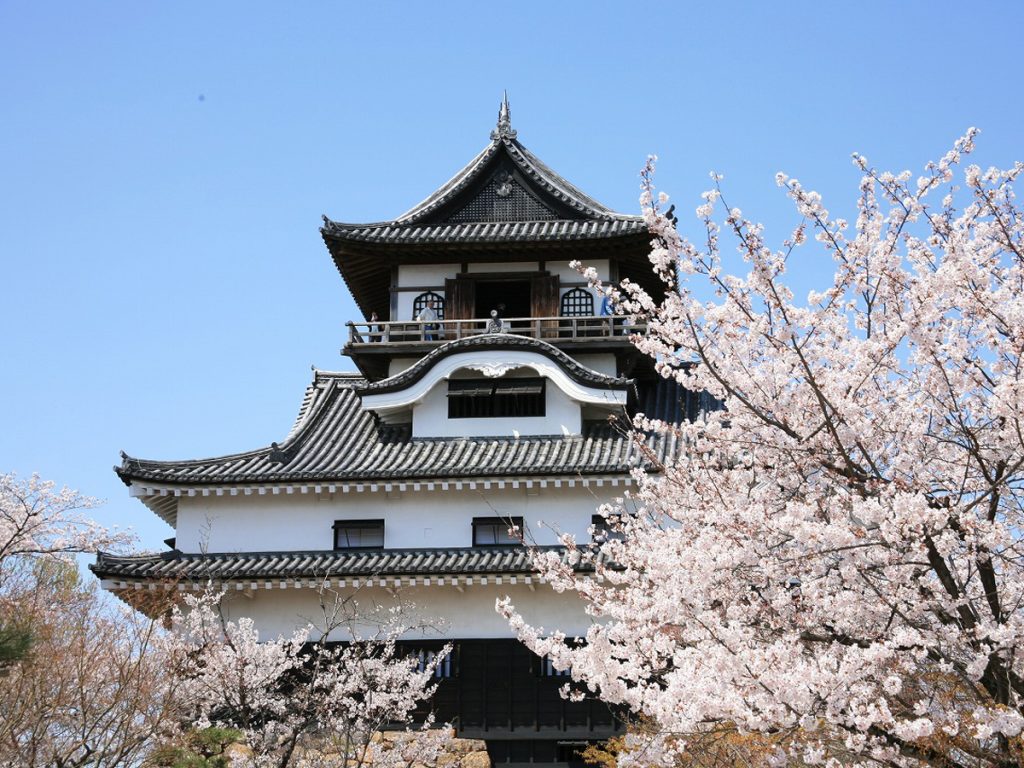 Inuyama Castle Sakura